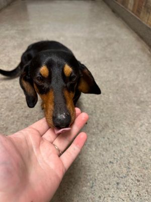 Dog for adoption Bruce a Miniature Dachshund in Fort Lupton CO