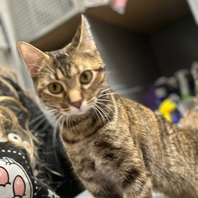 Cat for adoption Onyx 2.0 Riley Fuzzel Petsmart a Torbie in