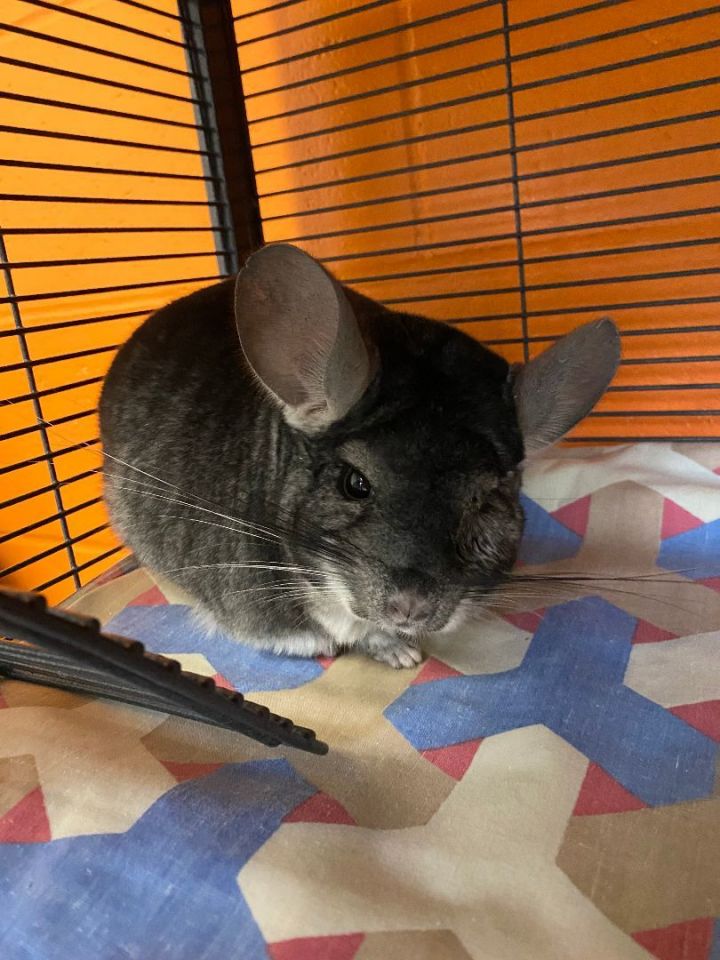 Petfinder chinchilla store