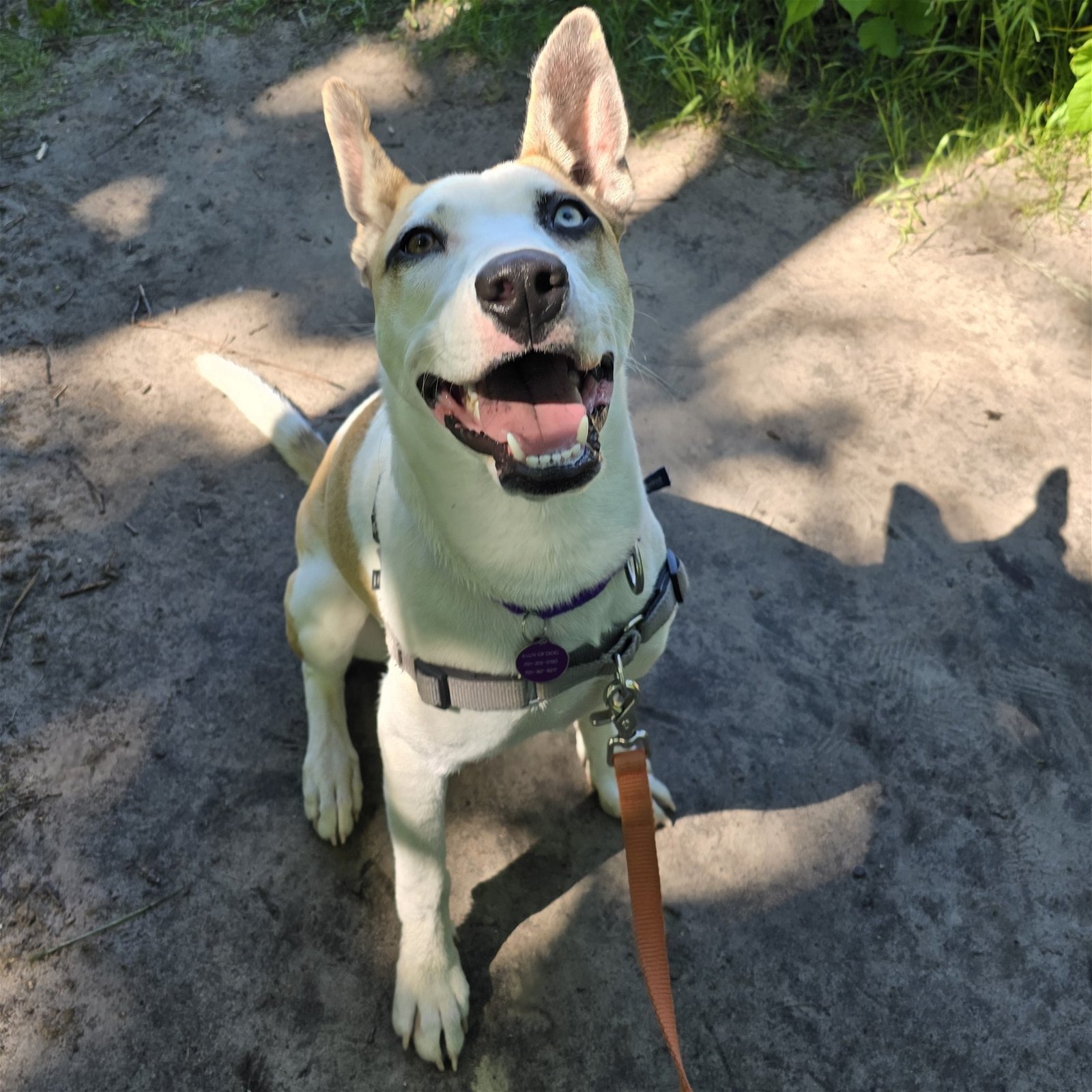 Lotus, an adoptable Pit Bull Terrier, Husky in Fargo, ND, 58103 | Photo Image 1