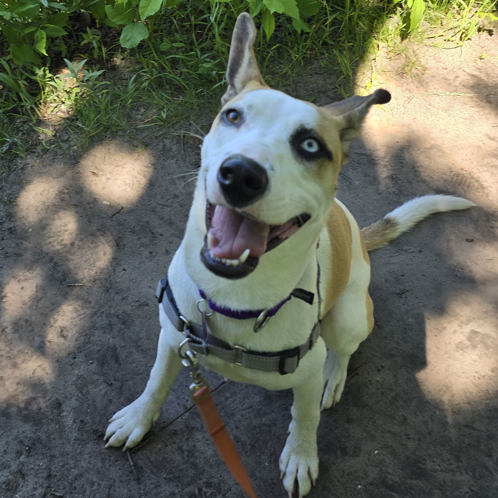 Lotus, an adoptable Pit Bull Terrier, Husky in Fargo, ND, 58103 | Photo Image 2