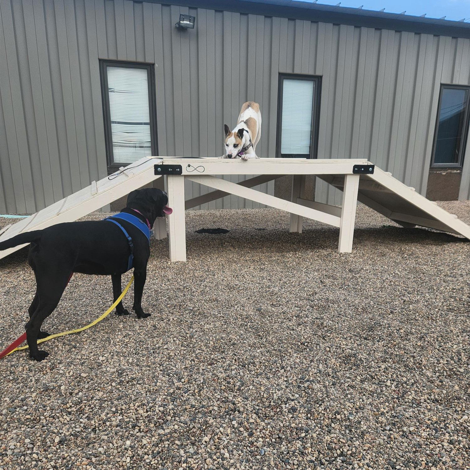 Lotus, an adoptable Pit Bull Terrier, Husky in Fargo, ND, 58103 | Photo Image 3