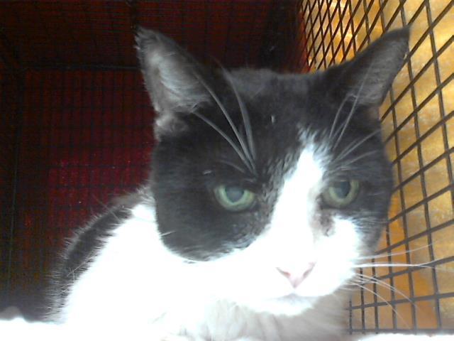 SWEETS, an adoptable Domestic Short Hair, Turkish Van in Tucson, AZ, 85745 | Photo Image 1