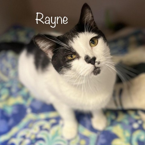 Rayne 23299, an adoptable Domestic Short Hair in Escanaba, MI, 49829 | Photo Image 1