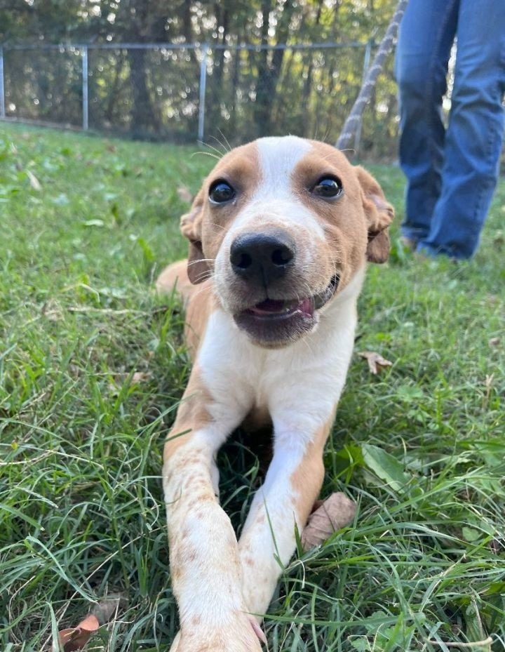 Chevas, an adoptable Affenpinscher, Beagle in Russellville, KY, 42276 | Photo Image 1