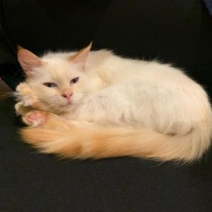 Meet darling little Xyla This tiny sweetheart is a stunning Flame Point Siamese cat who is just wa
