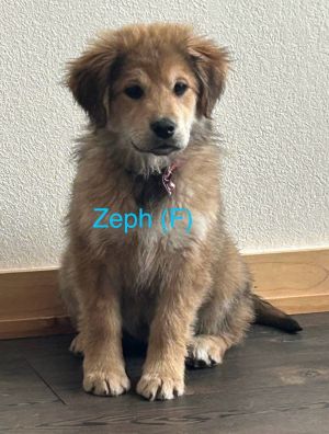 Zeph