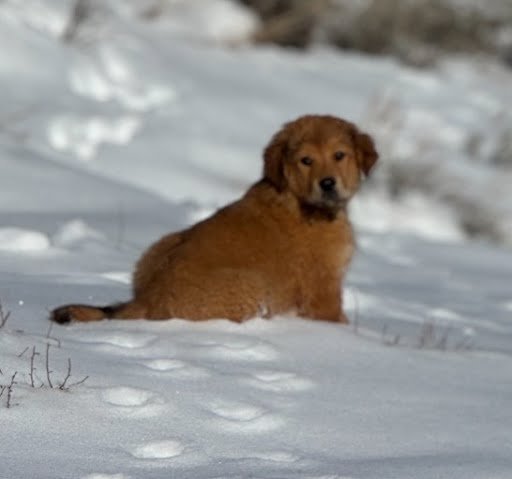 Aster, an adopted Great Pyrenees Mix in Winter Park, CO_image-2