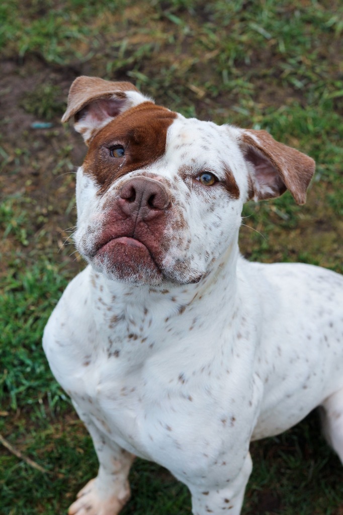 Fendi, an adoptable American Bulldog in Ashland, WI, 54806 | Photo Image 1