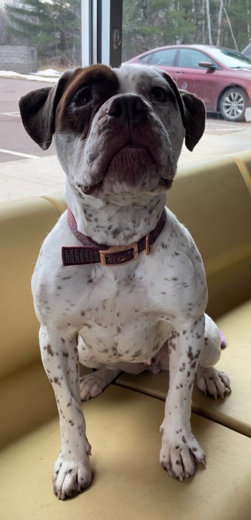 Fendi, an adoptable American Bulldog in Ashland, WI, 54806 | Photo Image 2