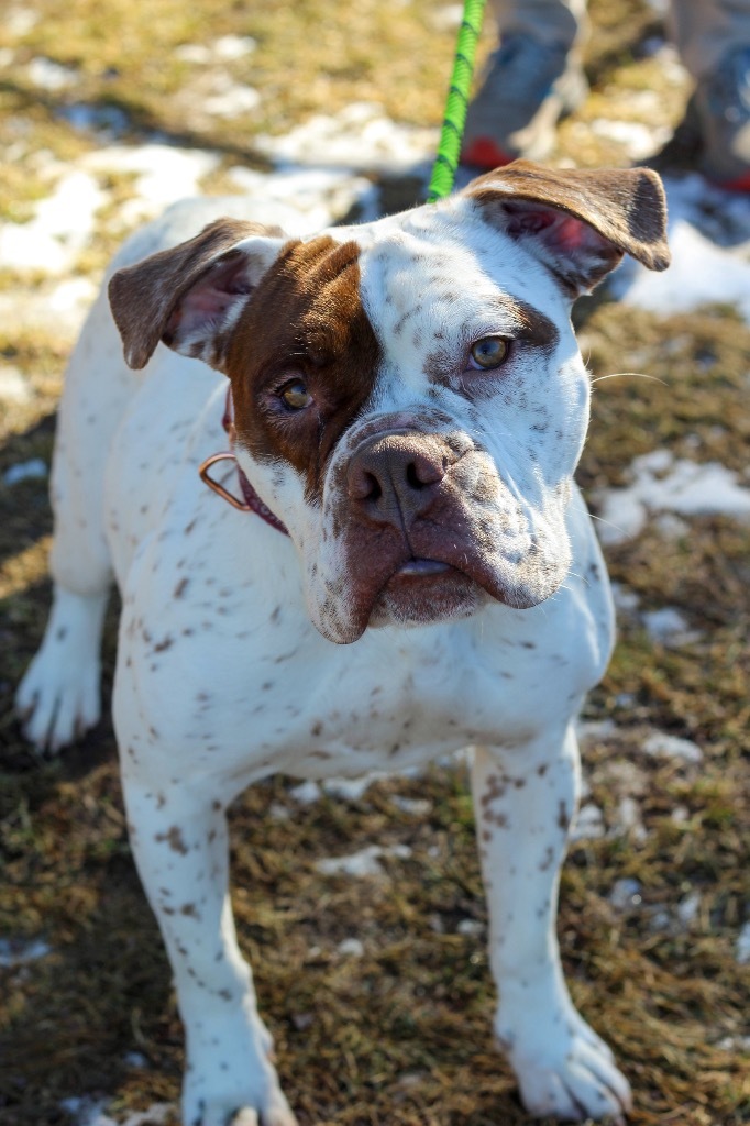 Fendi, an adoptable American Bulldog in Ashland, WI, 54806 | Photo Image 4