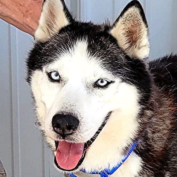 Dog for adoption BISCUIT A