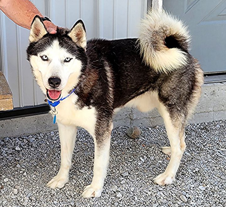 Husky biscuit hotsell