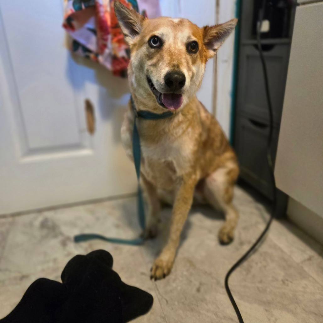 Trooper ***SPECIAL NEEDS***, an adoptable Cattle Dog in St. Peters, MO, 63376 | Photo Image 1