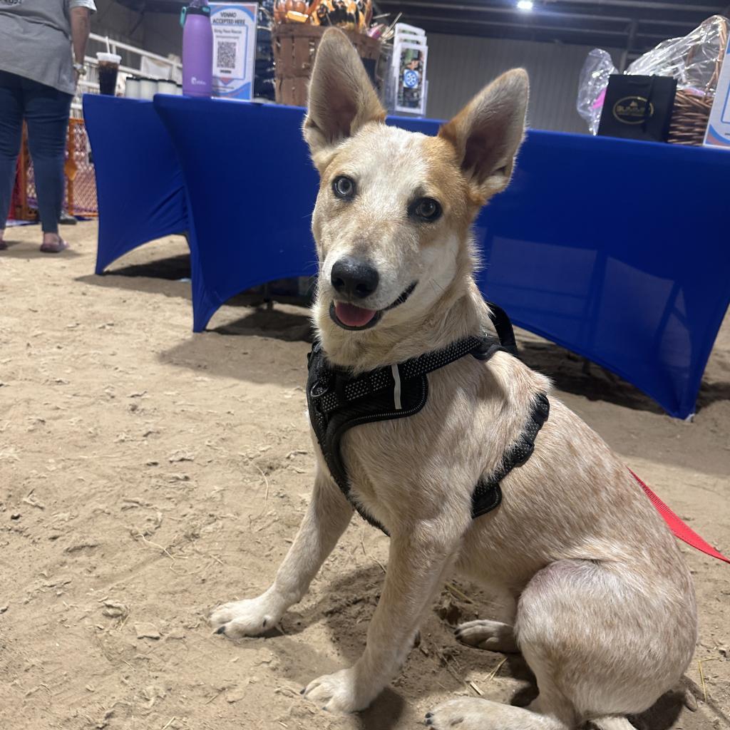 Trooper ***SPECIAL NEEDS***, an adoptable Cattle Dog in St. Peters, MO, 63376 | Photo Image 6