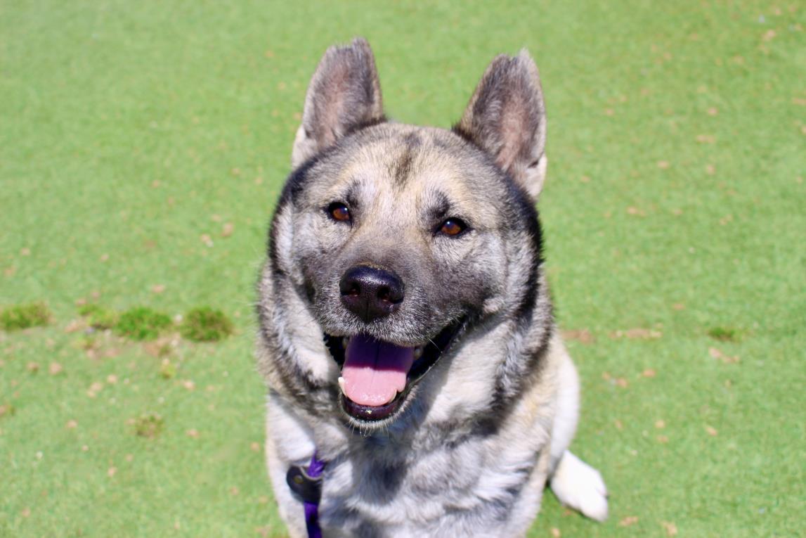 WEST, an adoptable Australian Cattle Dog / Blue Heeler, Keeshond in Los Angeles, CA, 90064 | Photo Image 1