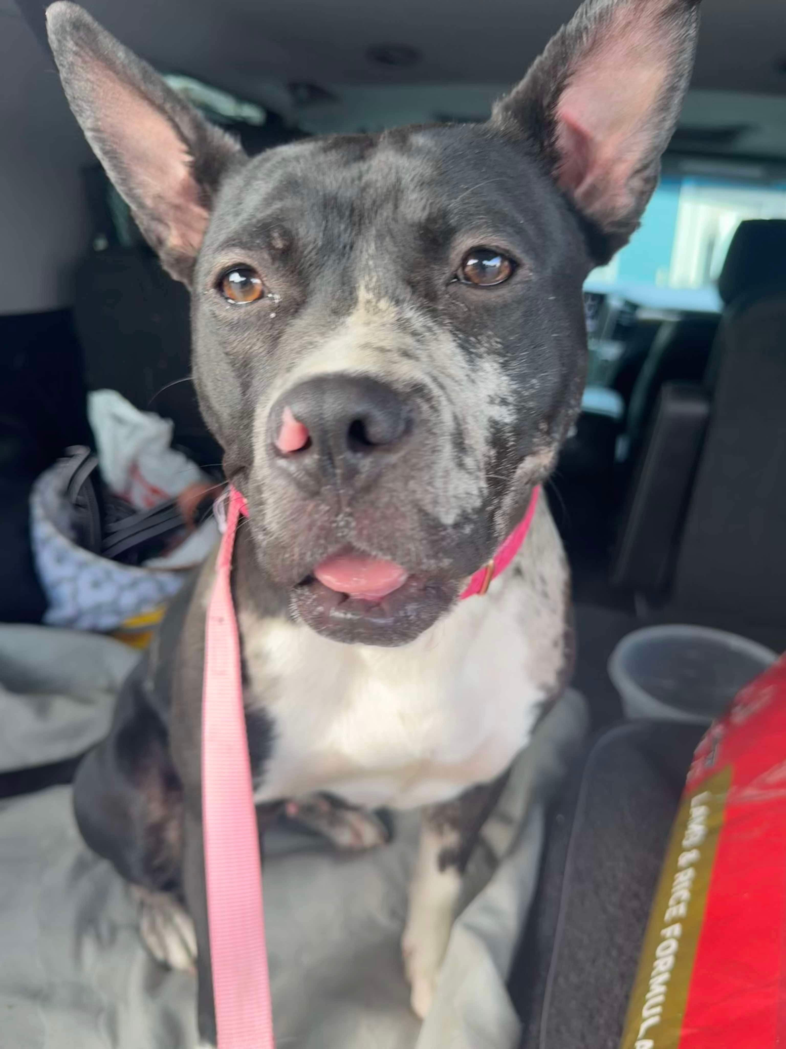 Carat, an adoptable Pit Bull Terrier in Arlee, MT, 59821 | Photo Image 1