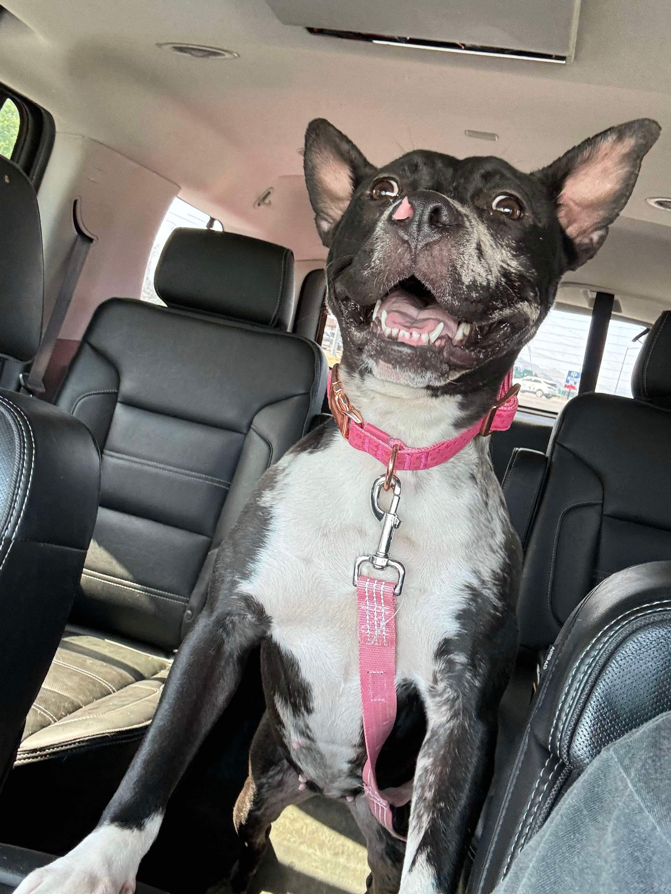 Carat, an adoptable Pit Bull Terrier in Arlee, MT, 59821 | Photo Image 2