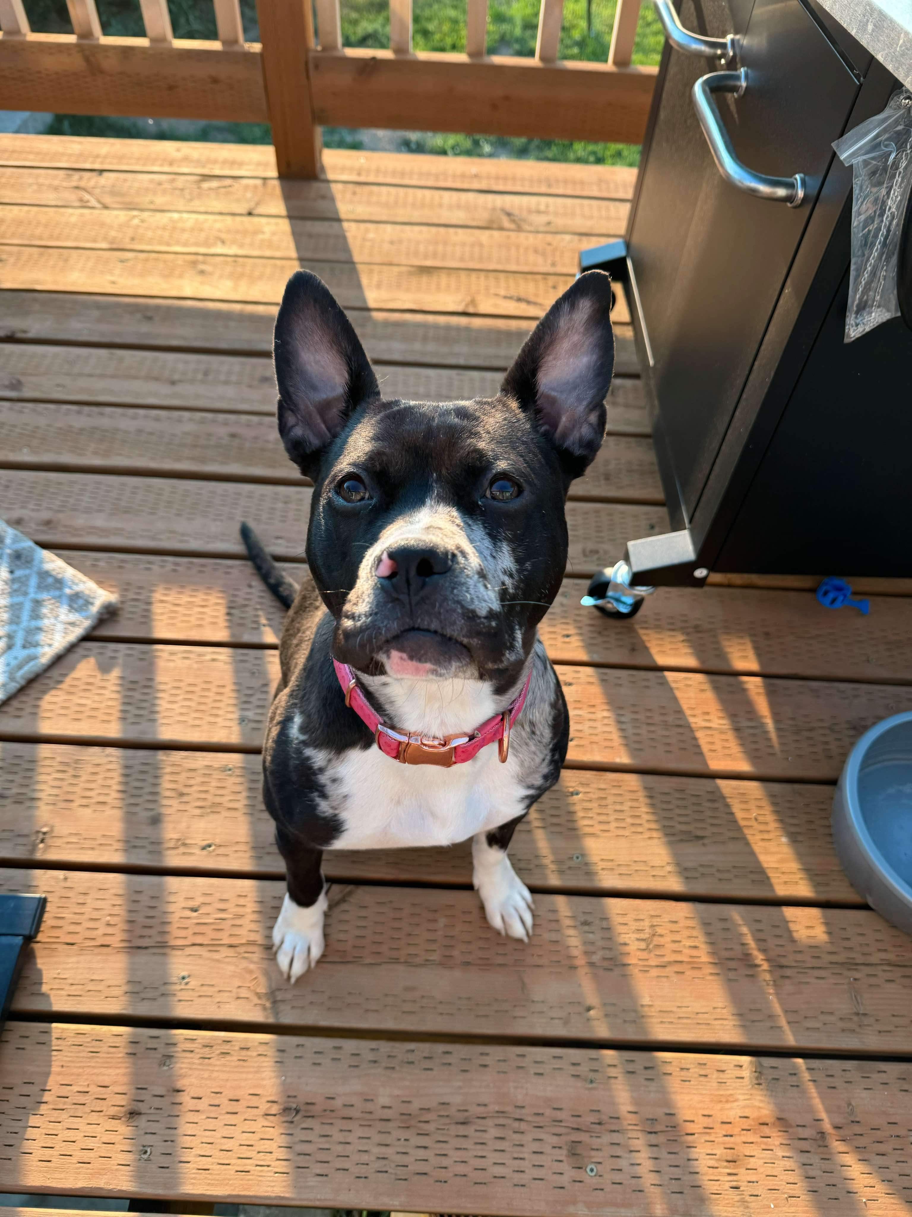 Carat, an adoptable Pit Bull Terrier in Arlee, MT, 59821 | Photo Image 3