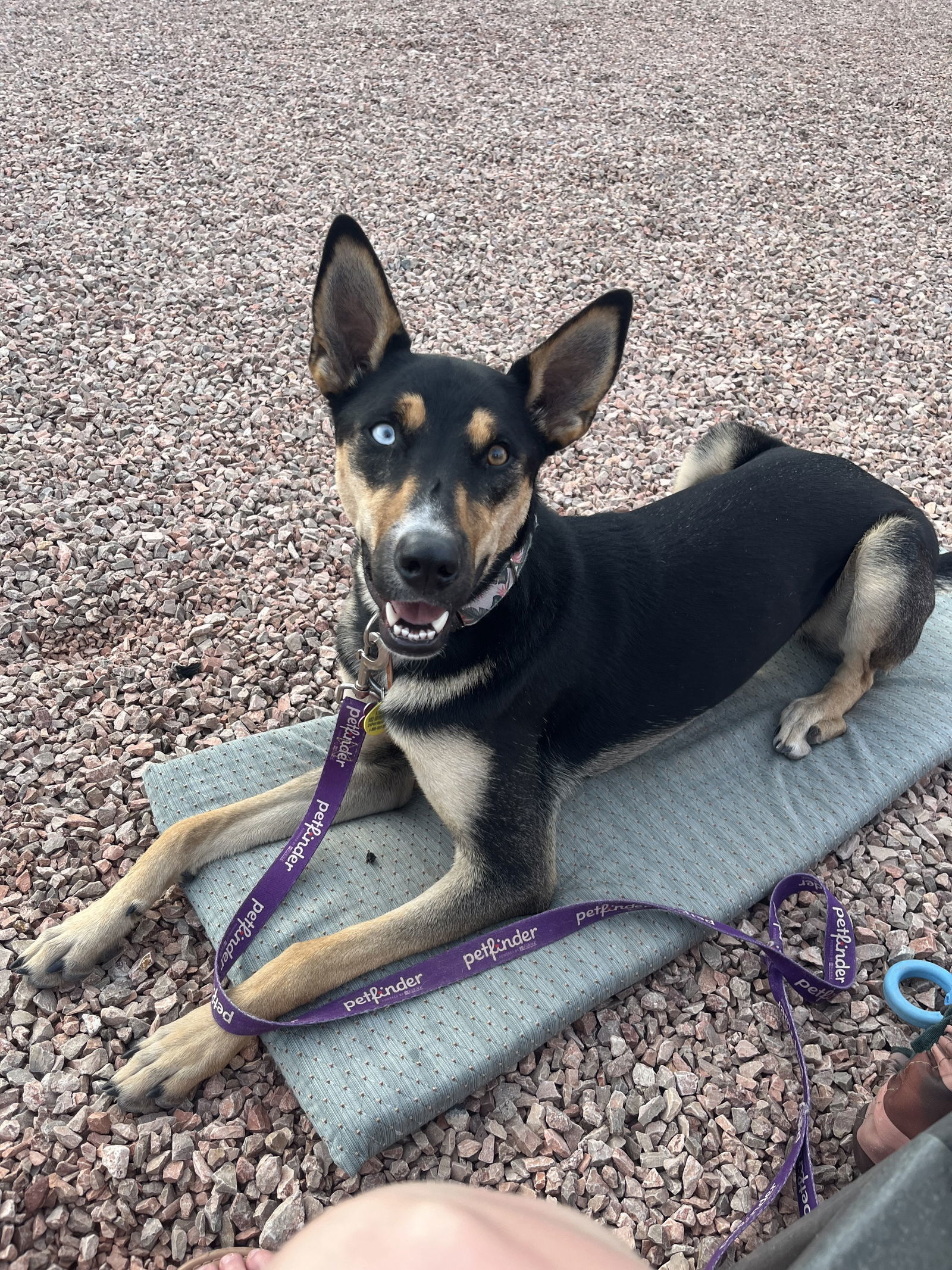 Stiorra, an adoptable Husky in Fort Collins, CO, 80524 | Photo Image 1