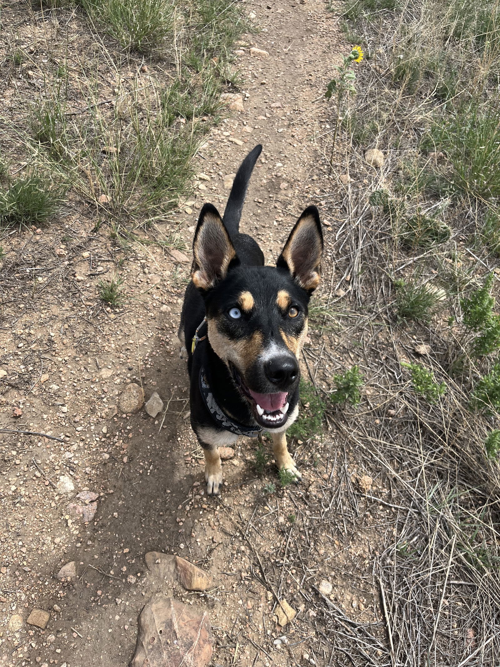 Stiorra, an adoptable Husky in Fort Collins, CO, 80524 | Photo Image 2