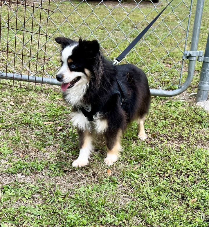 Petfinder mini australian outlet shepherd