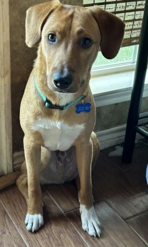 Orion, Adult Male Shepherd