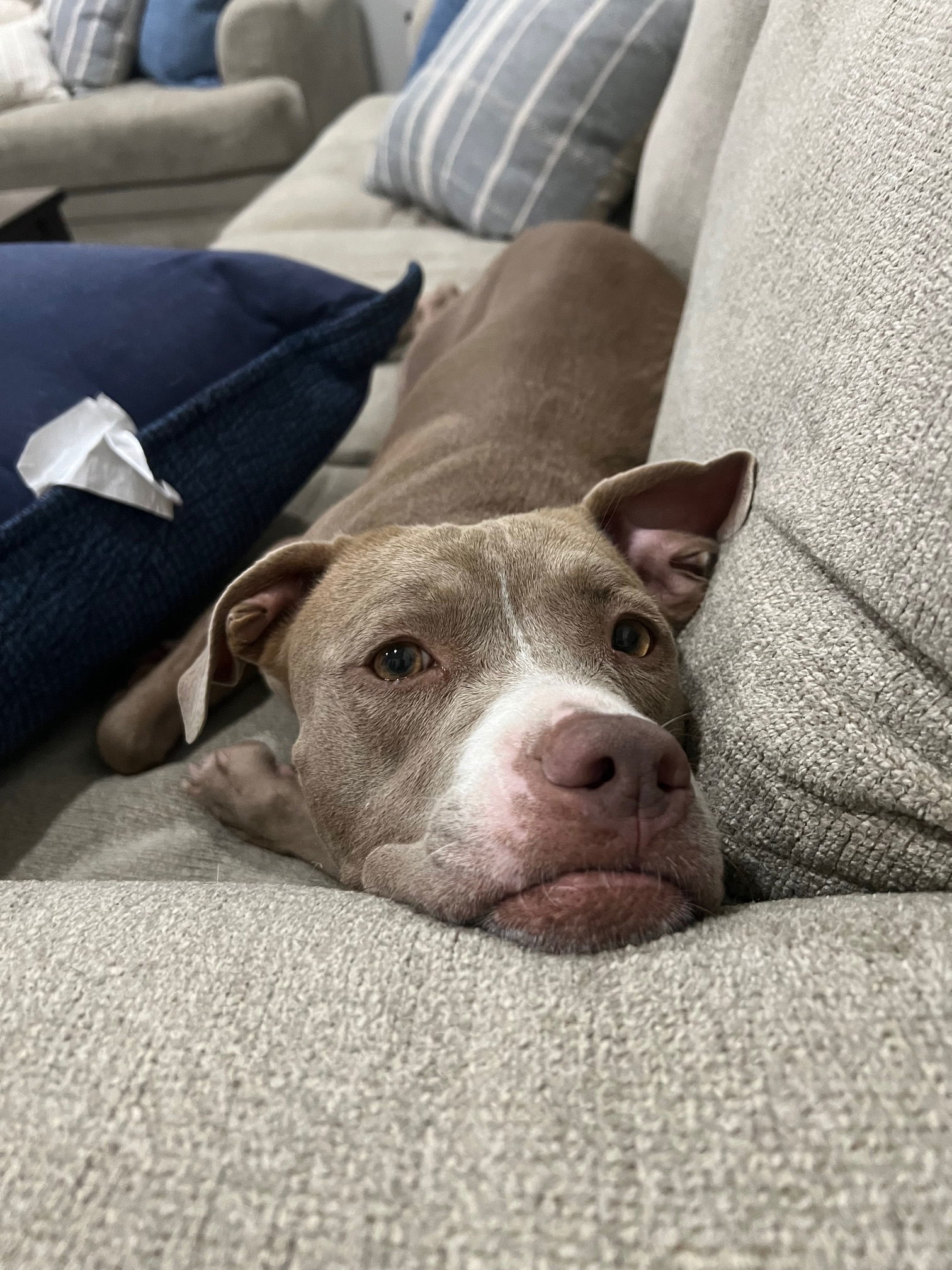 Meg (Courtesy post)