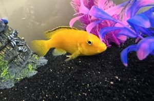 Oscar Goldfish Scales, Fins & O
