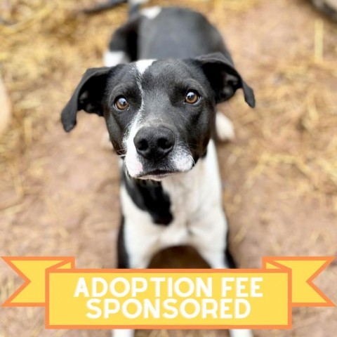 Olaf, an adoptable Mixed Breed in Moab, UT, 84532 | Photo Image 1