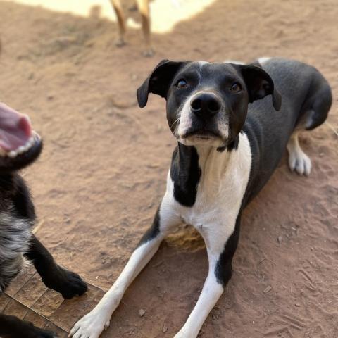 Olaf, an adoptable Mixed Breed in Moab, UT, 84532 | Photo Image 2