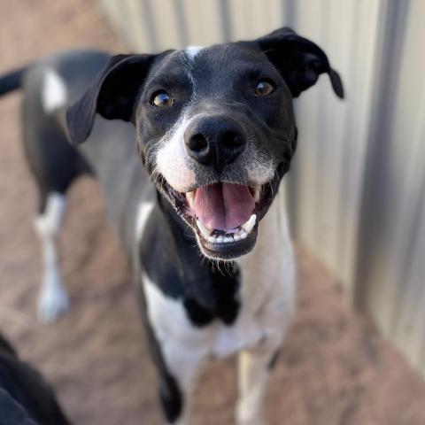 Olaf, an adoptable Mixed Breed in Moab, UT, 84532 | Photo Image 3