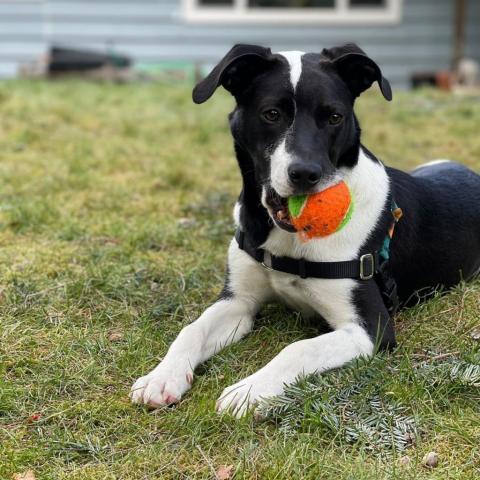 Olaf, an adoptable Mixed Breed in Moab, UT, 84532 | Photo Image 4