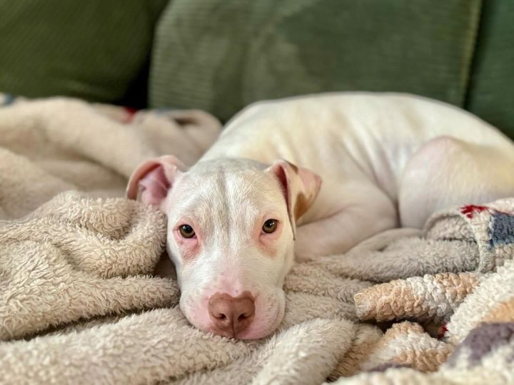 Holly, an adoptable Pit Bull Terrier in Kansas City, MO_image-2