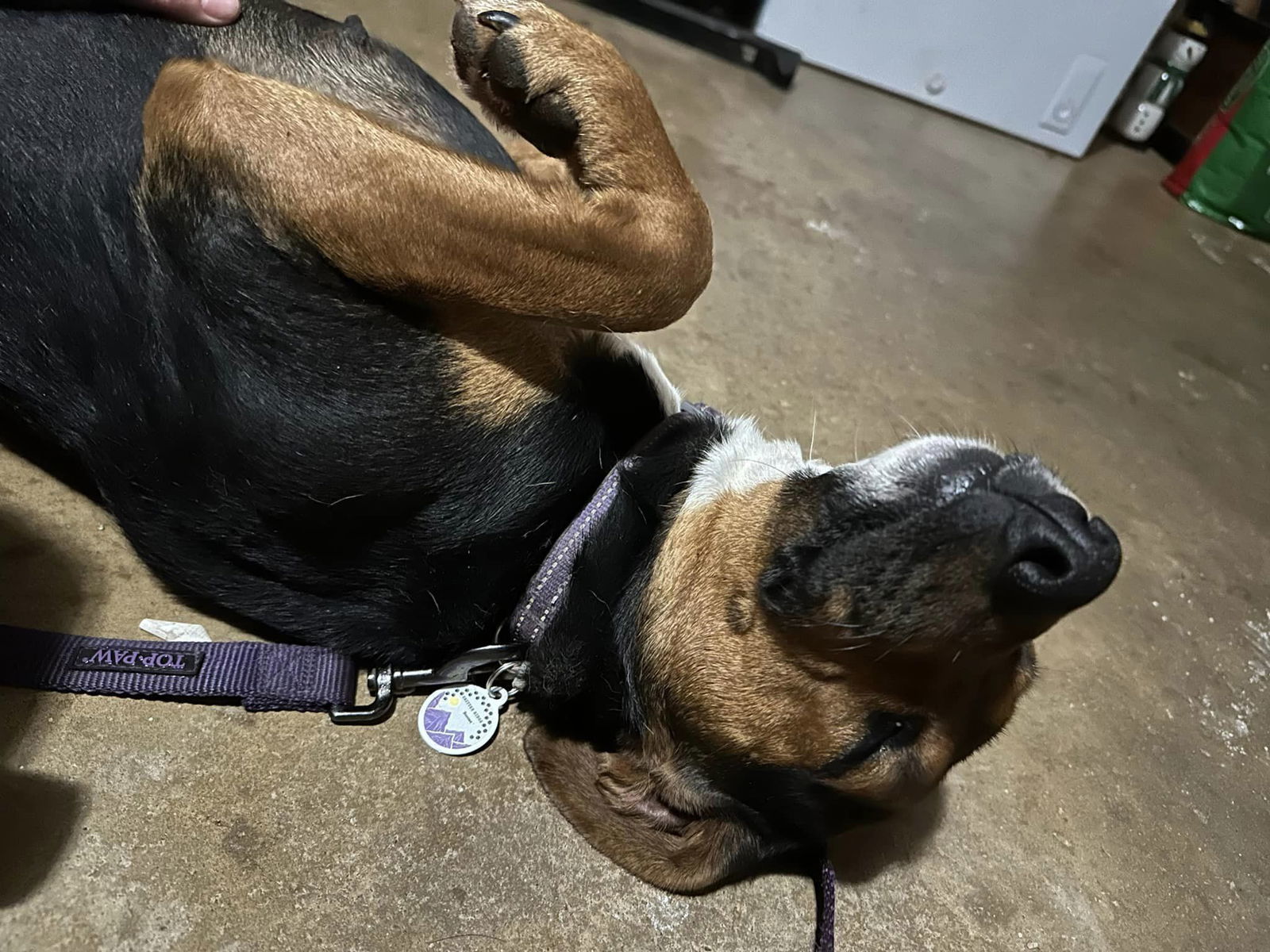 Ivey Lee, an adoptable Hound in North Wilkesboro, NC, 28659 | Photo Image 3