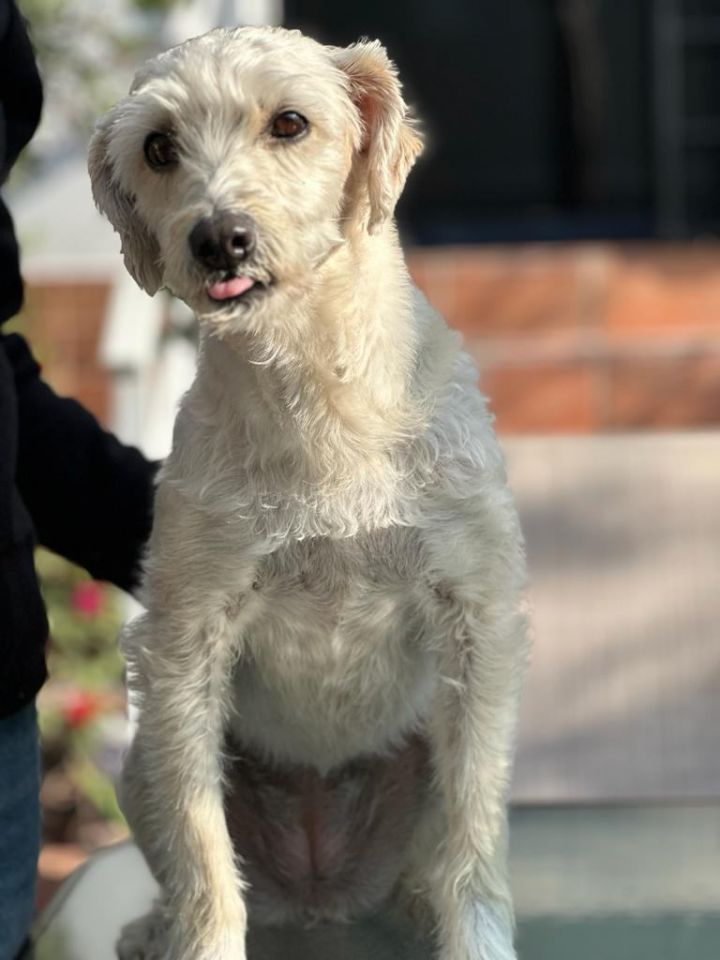 Miniature sales poodle chihuahua