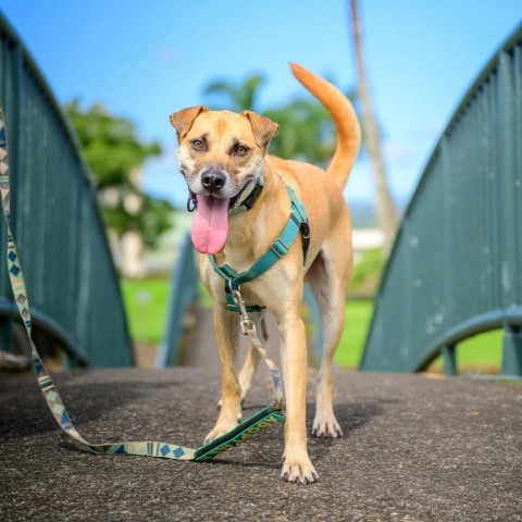 Max, an adoptable Mixed Breed in Kailua Kona, HI, 96740 | Photo Image 1