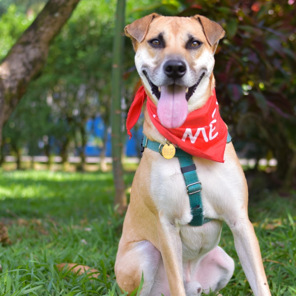 Max, an adoptable Mixed Breed in Kailua Kona, HI, 96740 | Photo Image 1