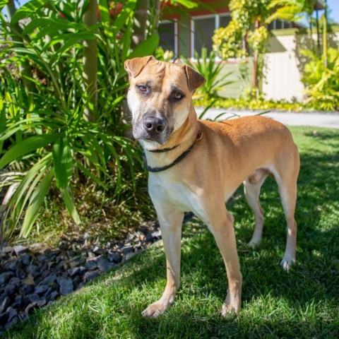 Max, an adoptable Mixed Breed in Kailua Kona, HI, 96740 | Photo Image 2