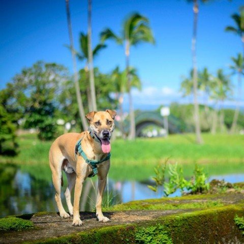 Max, an adoptable Mixed Breed in Kailua Kona, HI, 96740 | Photo Image 2