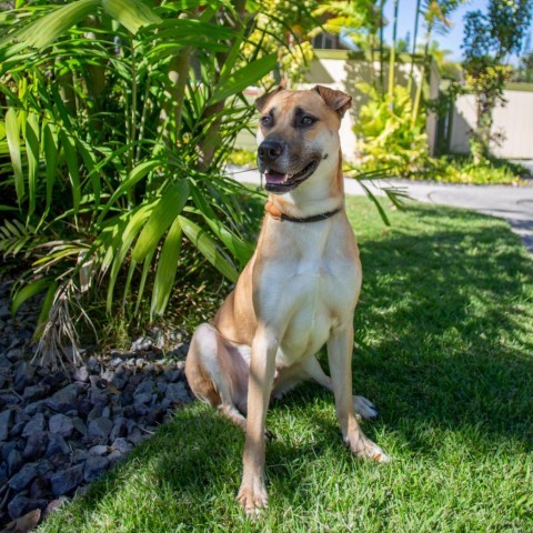 Max, an adoptable Mixed Breed in Kailua Kona, HI, 96740 | Photo Image 3
