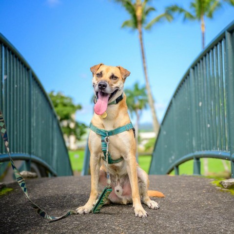 Max, an adoptable Mixed Breed in Kailua Kona, HI, 96740 | Photo Image 3