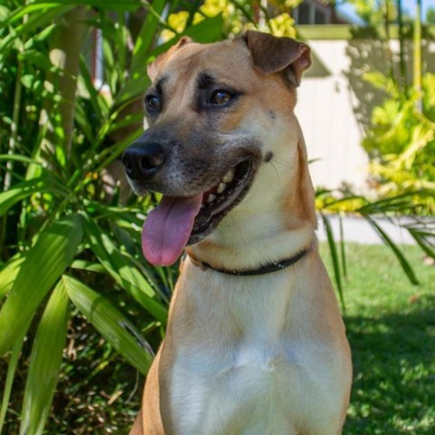 Max, an adoptable Mixed Breed in Kailua Kona, HI, 96740 | Photo Image 4