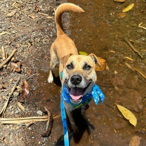 Max, an adoptable Mixed Breed in Kailua Kona, HI, 96740 | Photo Image 4