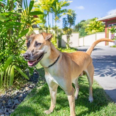 Max, an adoptable Mixed Breed in Kailua Kona, HI, 96740 | Photo Image 5