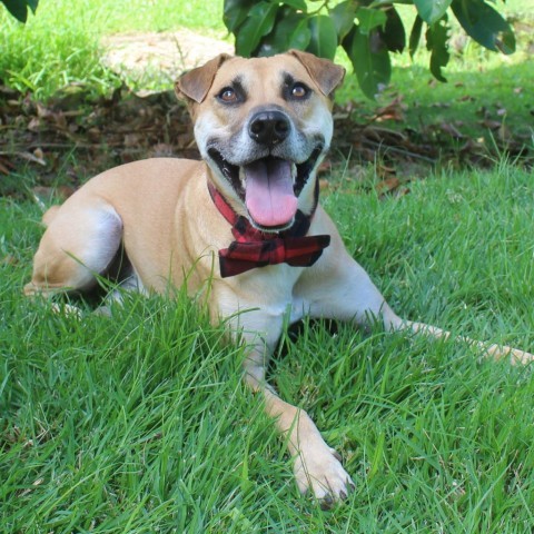 Max, an adoptable Mixed Breed in Kailua Kona, HI, 96740 | Photo Image 5