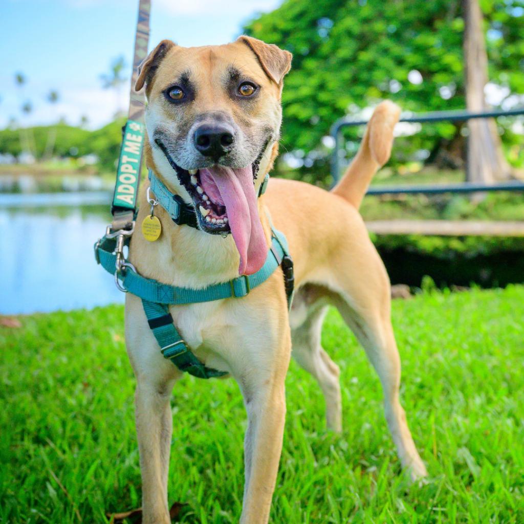 Max, an adoptable Mixed Breed in Kailua Kona, HI, 96740 | Photo Image 5