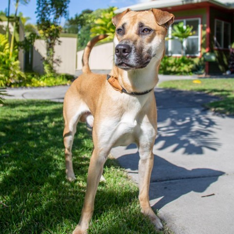 Max, an adoptable Mixed Breed in Kailua Kona, HI, 96740 | Photo Image 6