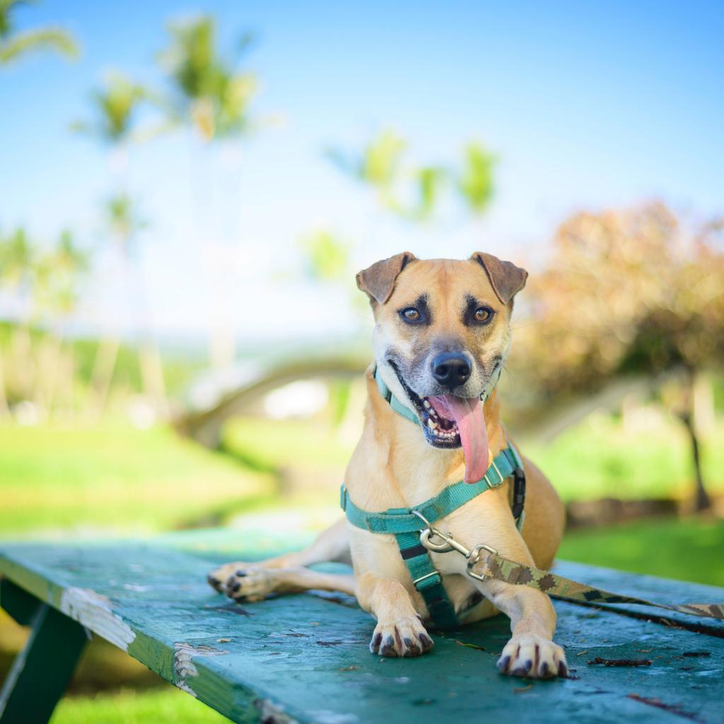 Max, an adoptable Mixed Breed in Kailua Kona, HI, 96740 | Photo Image 6