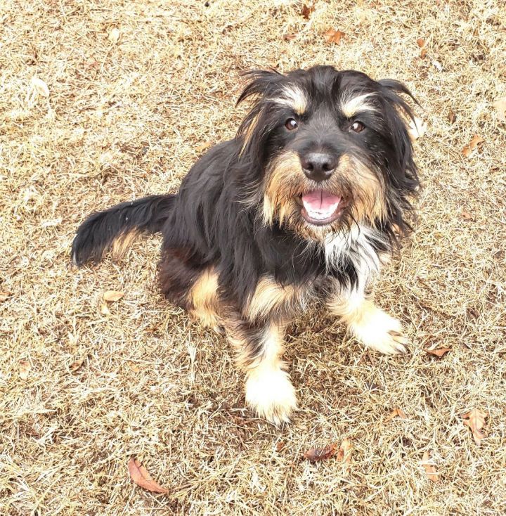 Mini australian shepherd clearance petfinder